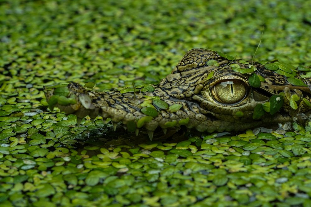 Photograph by Korchnoi Pasaribu