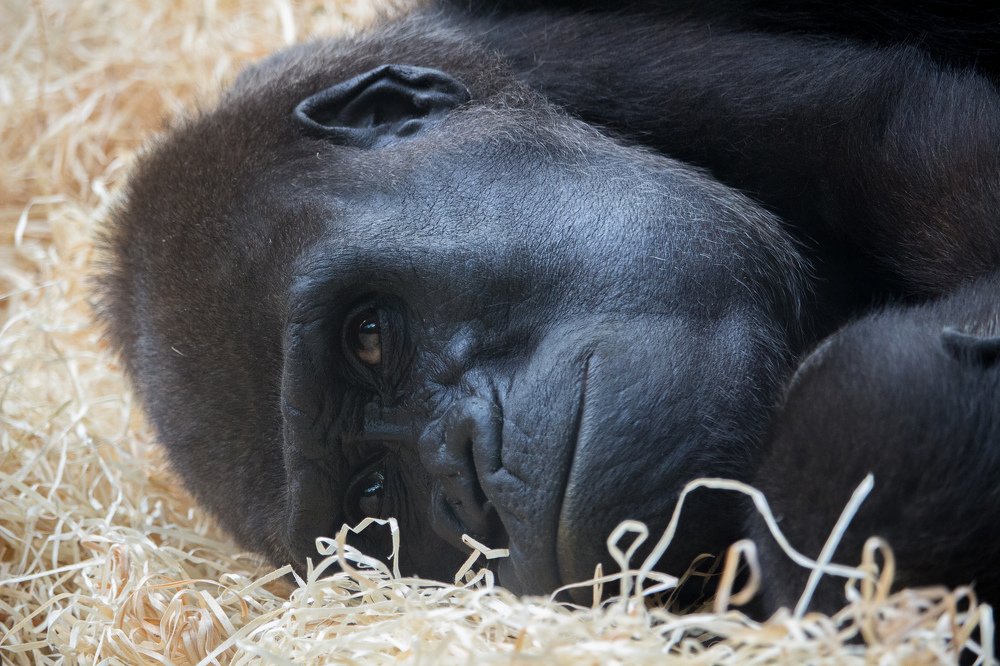 Photograph by Сергей Боравцов