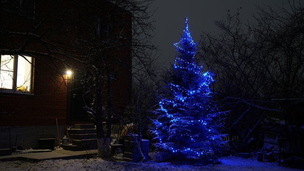 Живая ёлка - тоже Новый Год