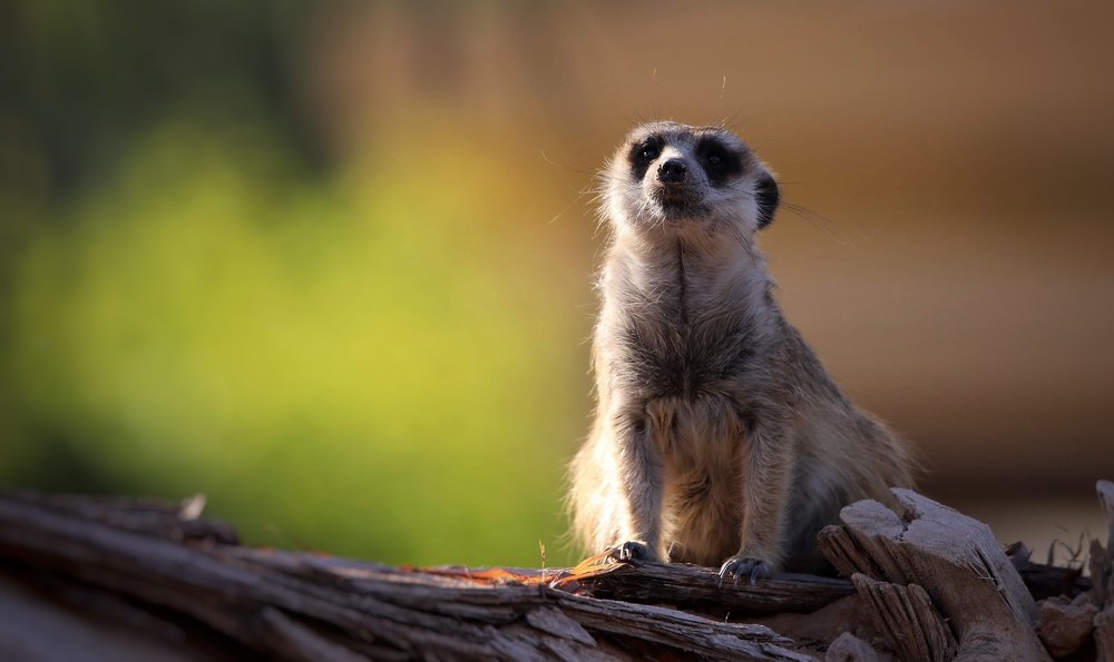 Meerkat
