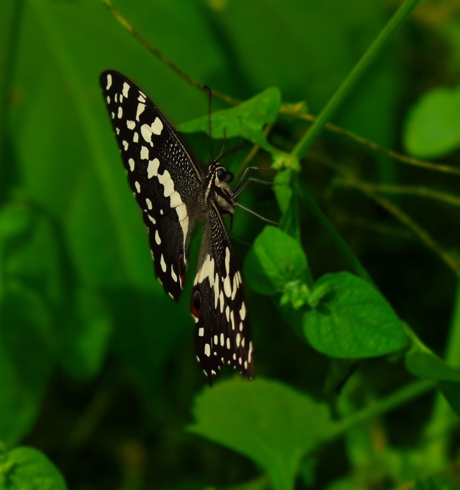 Photograph by Paul Oamen