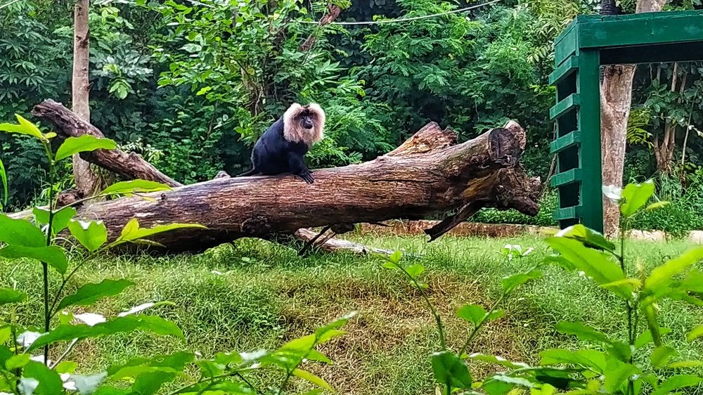 Фотография автора Mridul Chaudhary