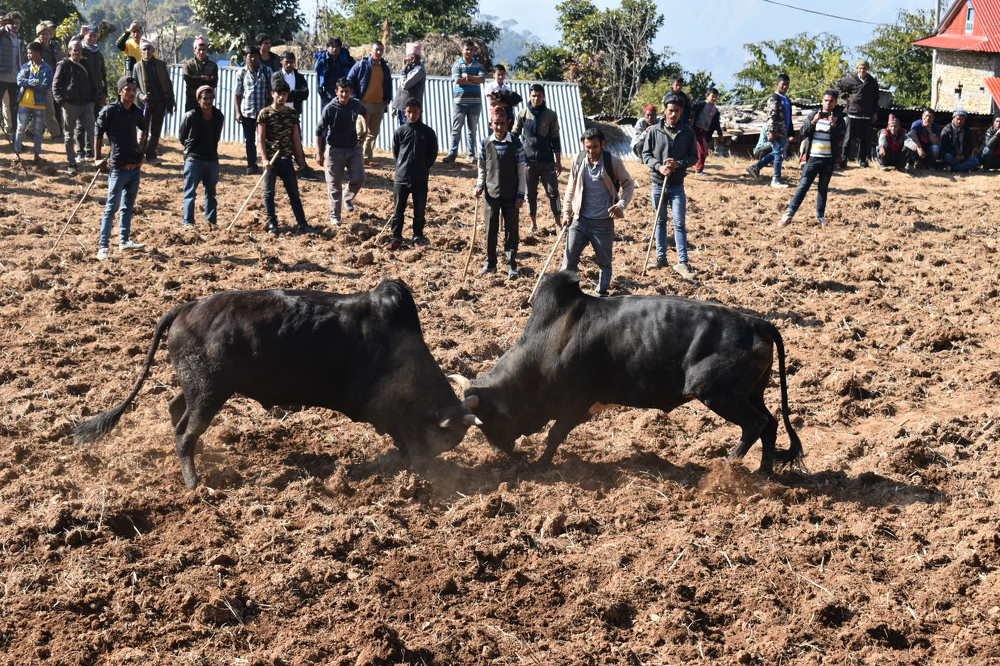 Oxen fighting