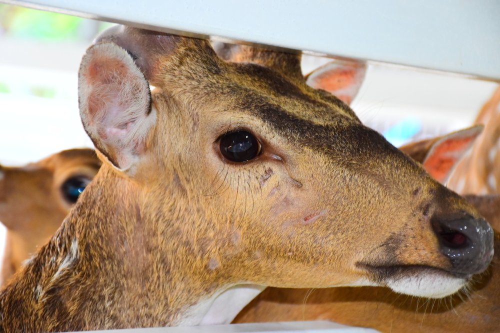 Photograph by Clofil Jane Odapin