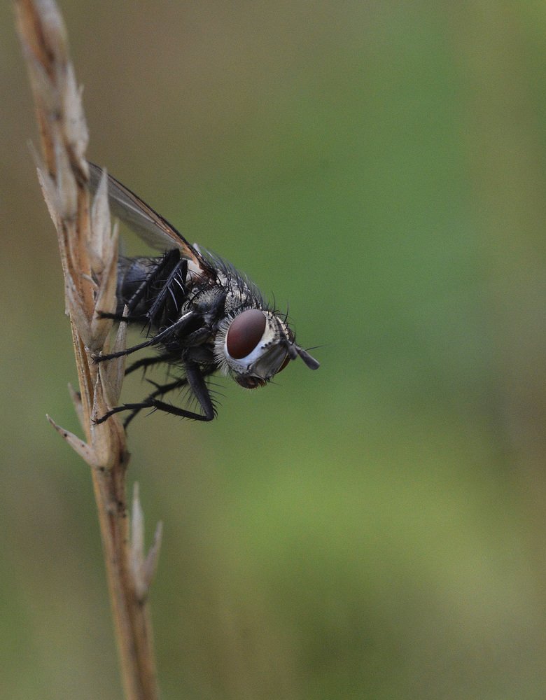 Фотография автора Сергей Суворов