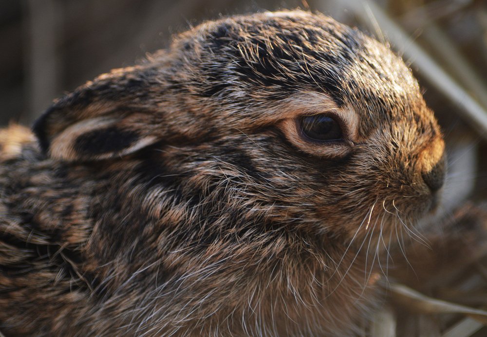 Фотография автора Сергей Суворов