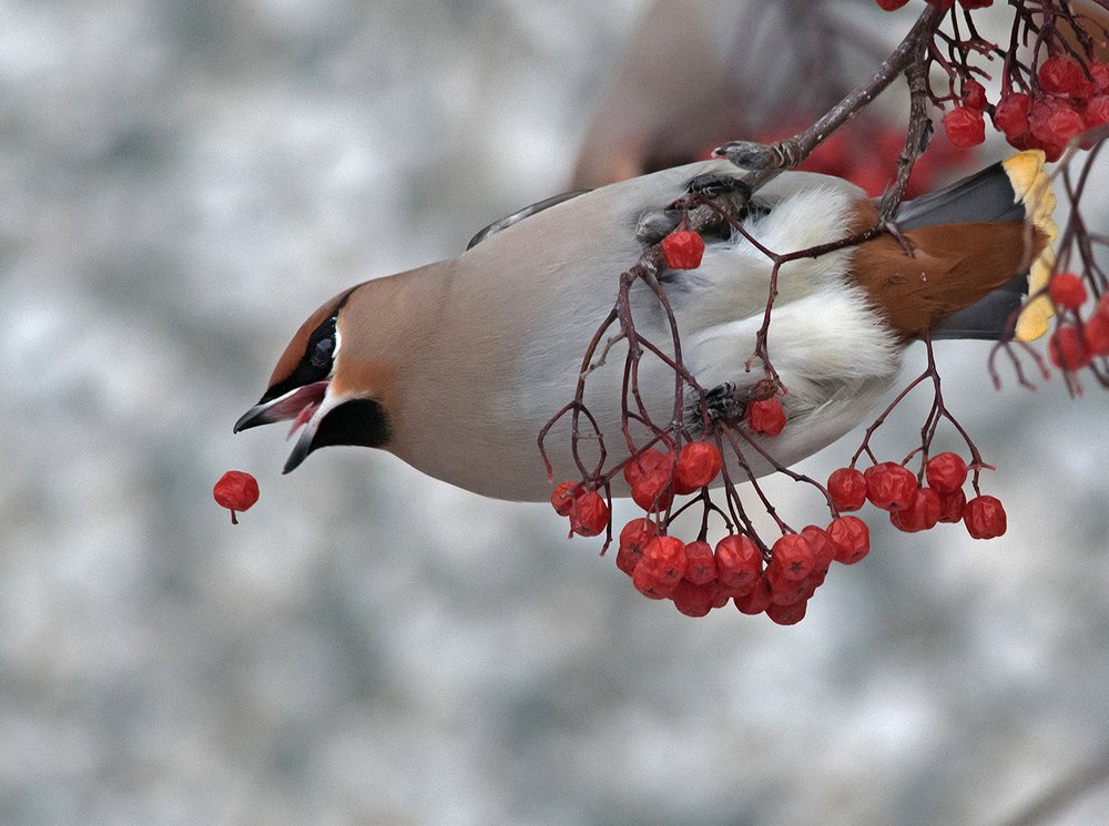 Ну, ягодка, погоди...