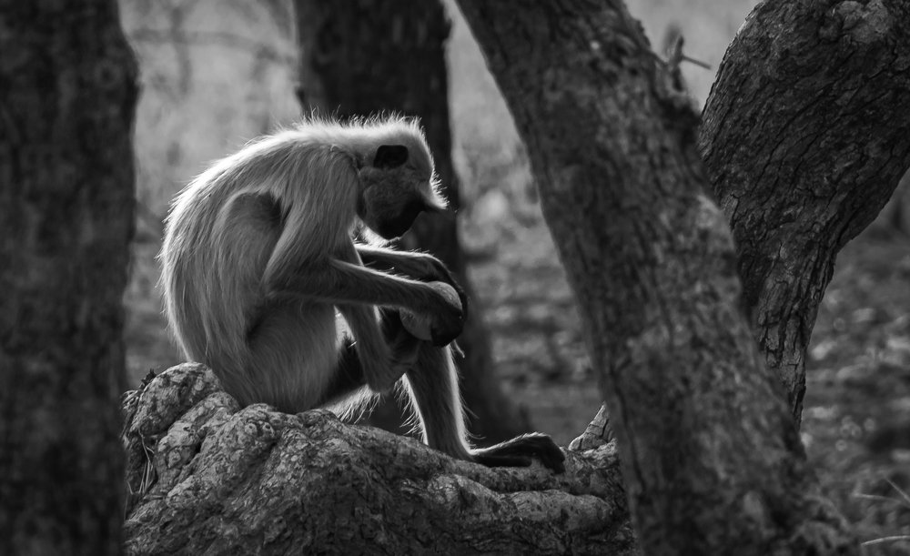 Photograph by Dewanshu kumar Roy