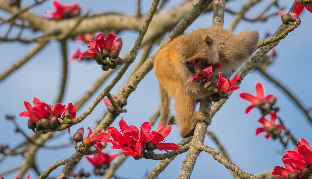 Photograph by Dewanshu kumar Roy