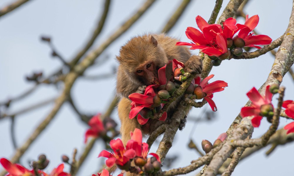 Photograph by Dewanshu kumar Roy