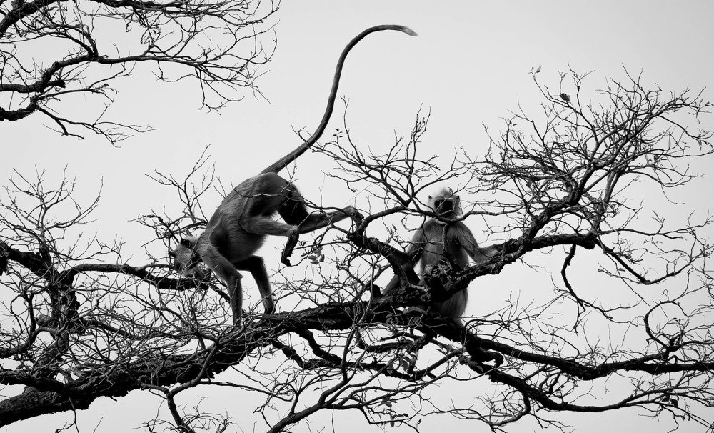 Photograph by Dewanshu kumar Roy