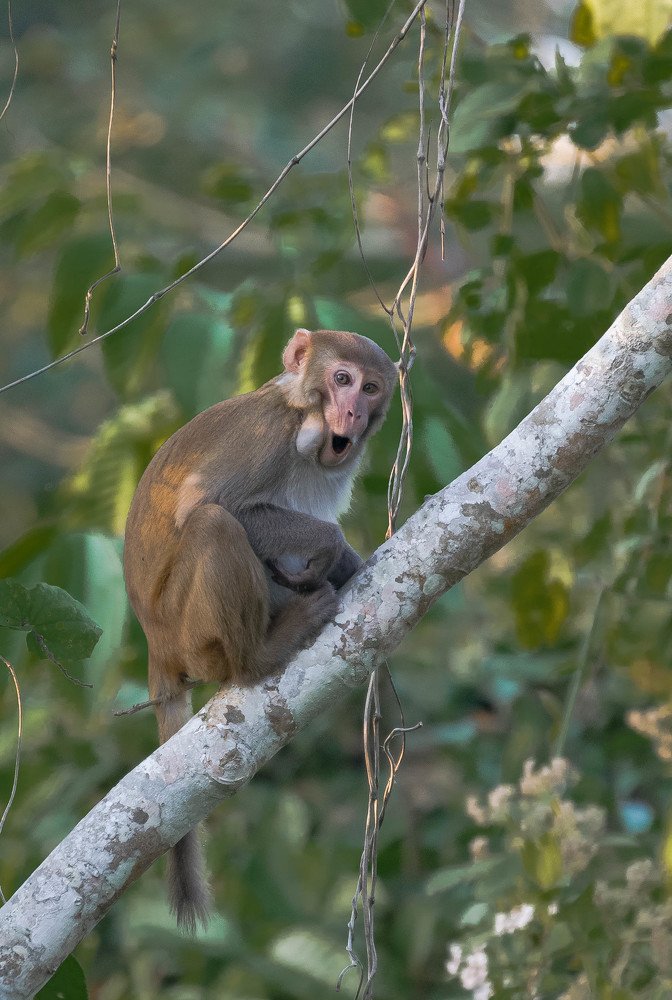 Photograph by Dewanshu kumar Roy