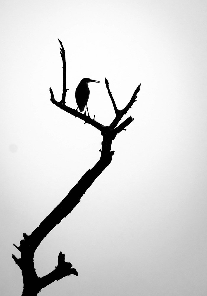 Photograph by Dewanshu kumar Roy