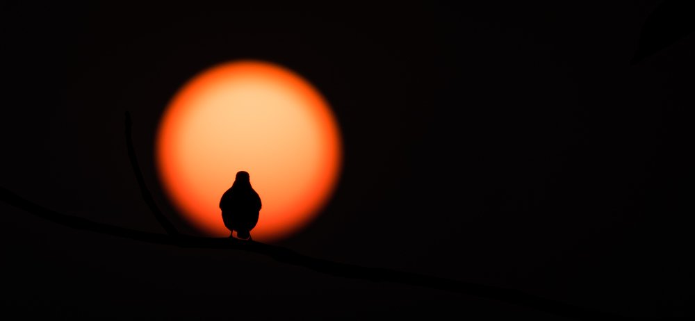 Photograph by Dewanshu kumar Roy