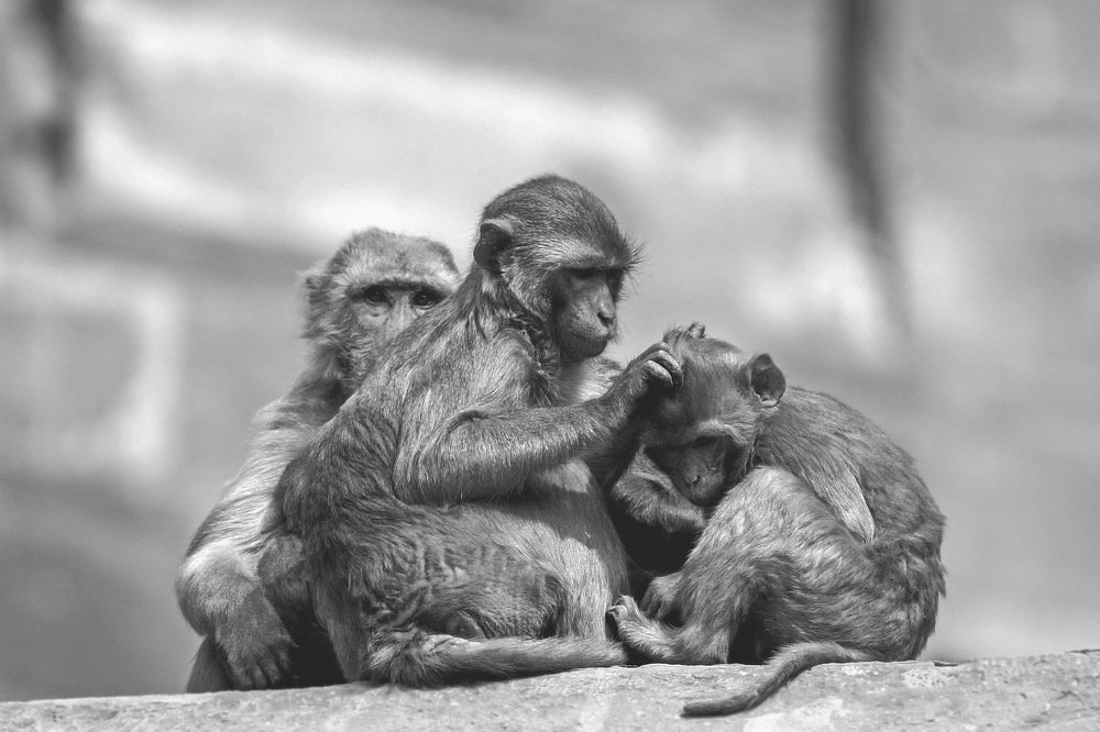 Photograph by Dragan Stojnić Giga