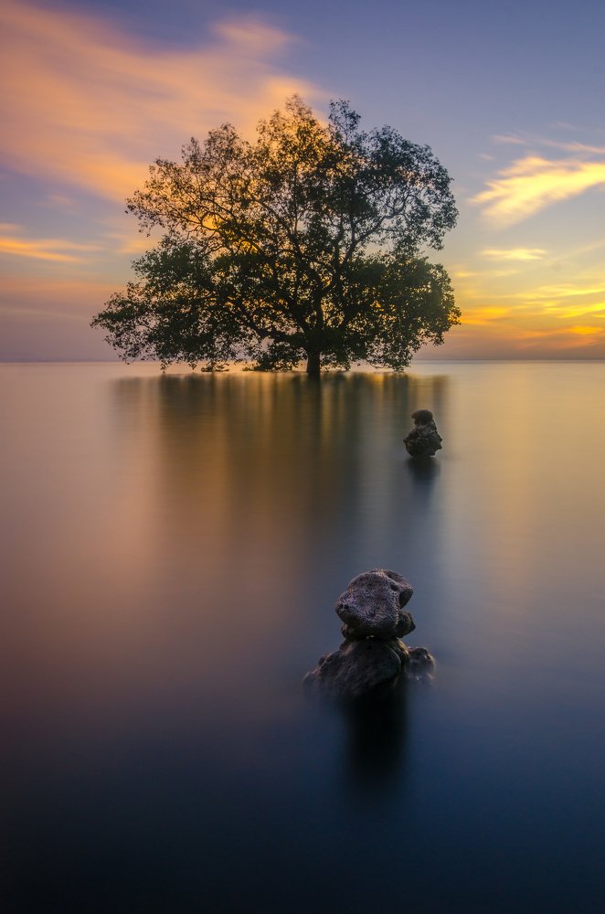 Lone Tree