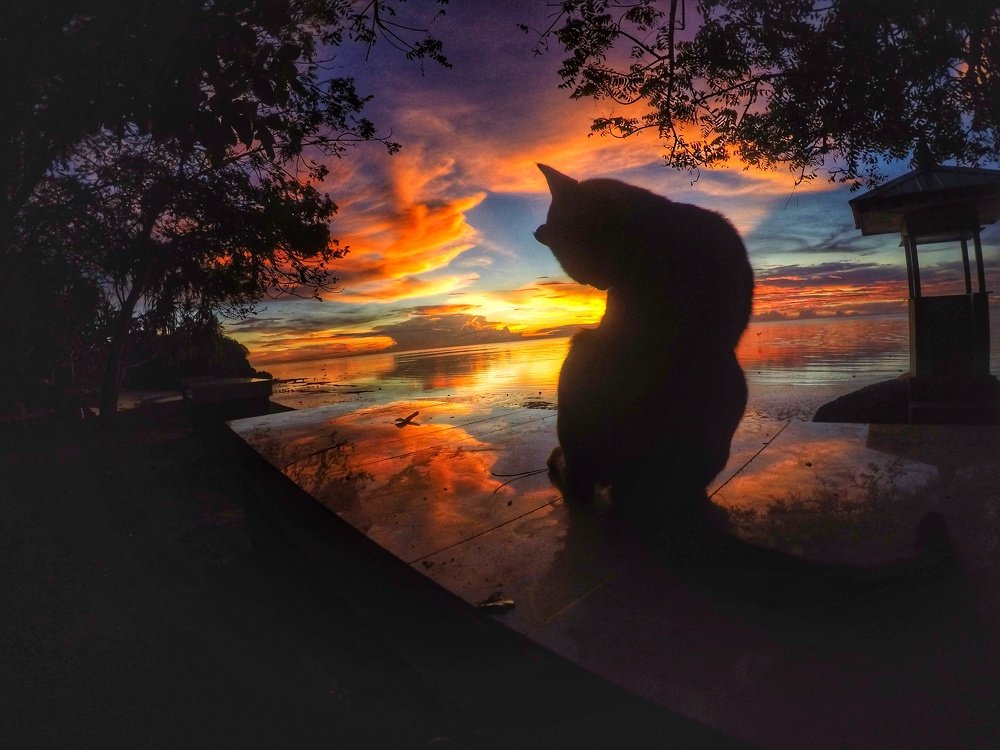 A cat's sunset