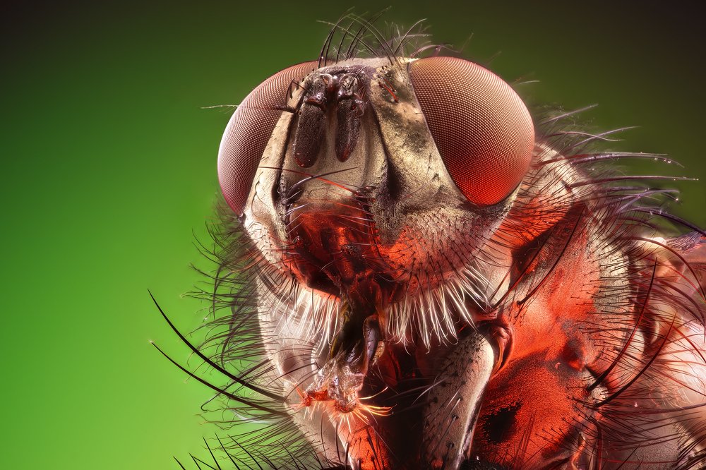 Portrait of Fly