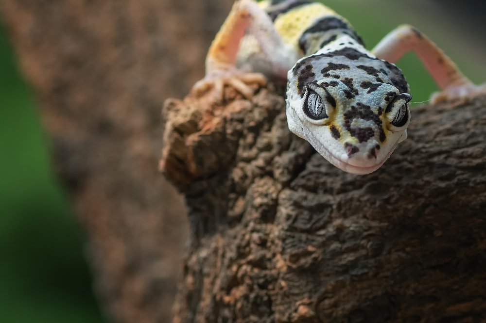 Photograph by Dikky Oesin