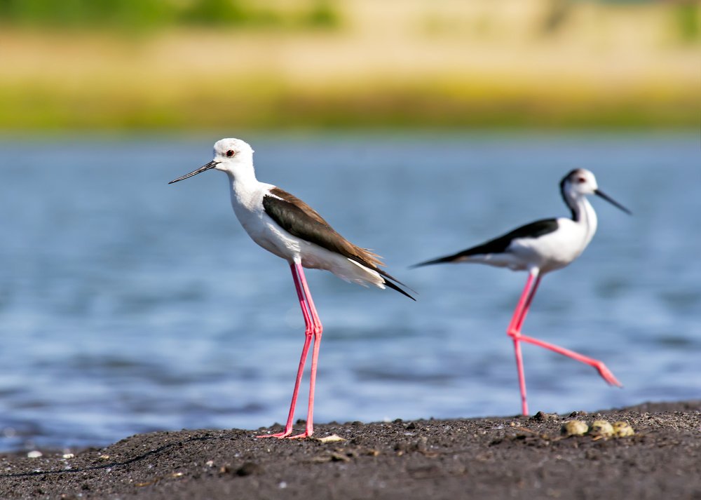 Ходулочники