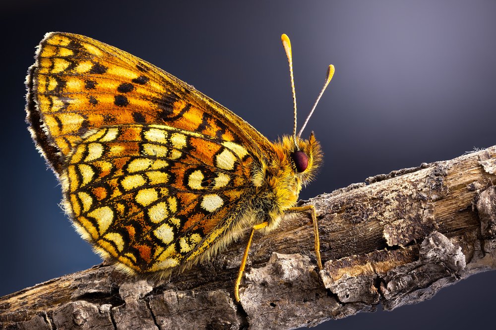 Small butterfly near river