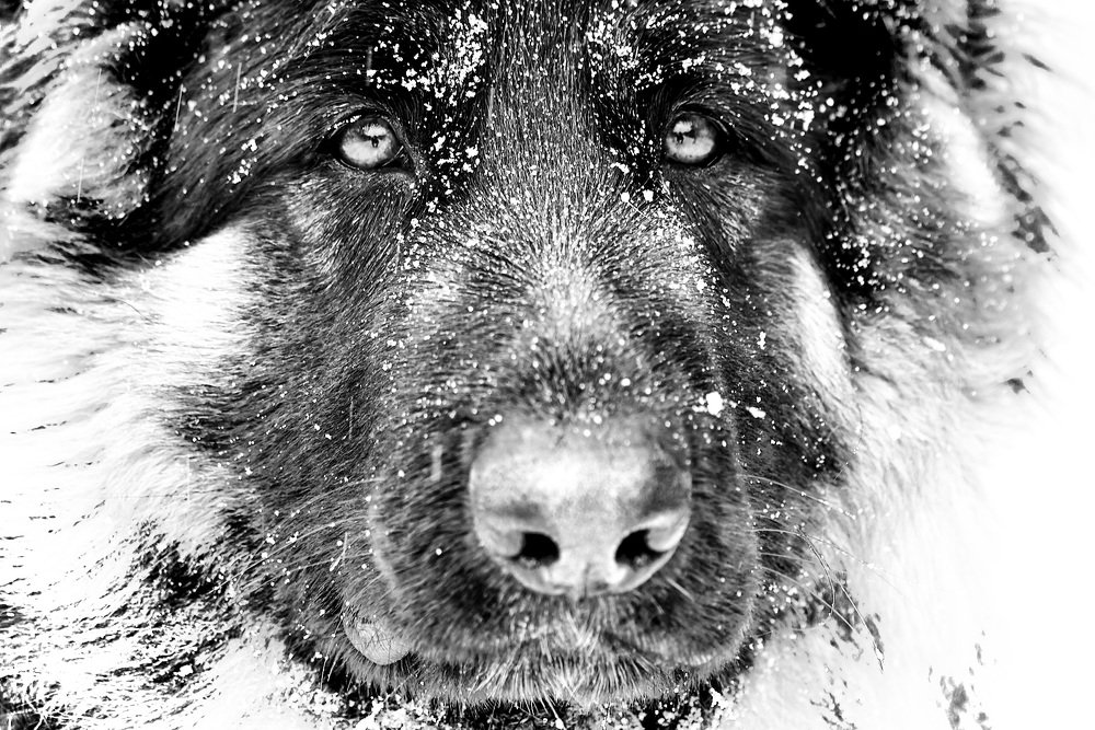 Photograph by Александр Кобелюк