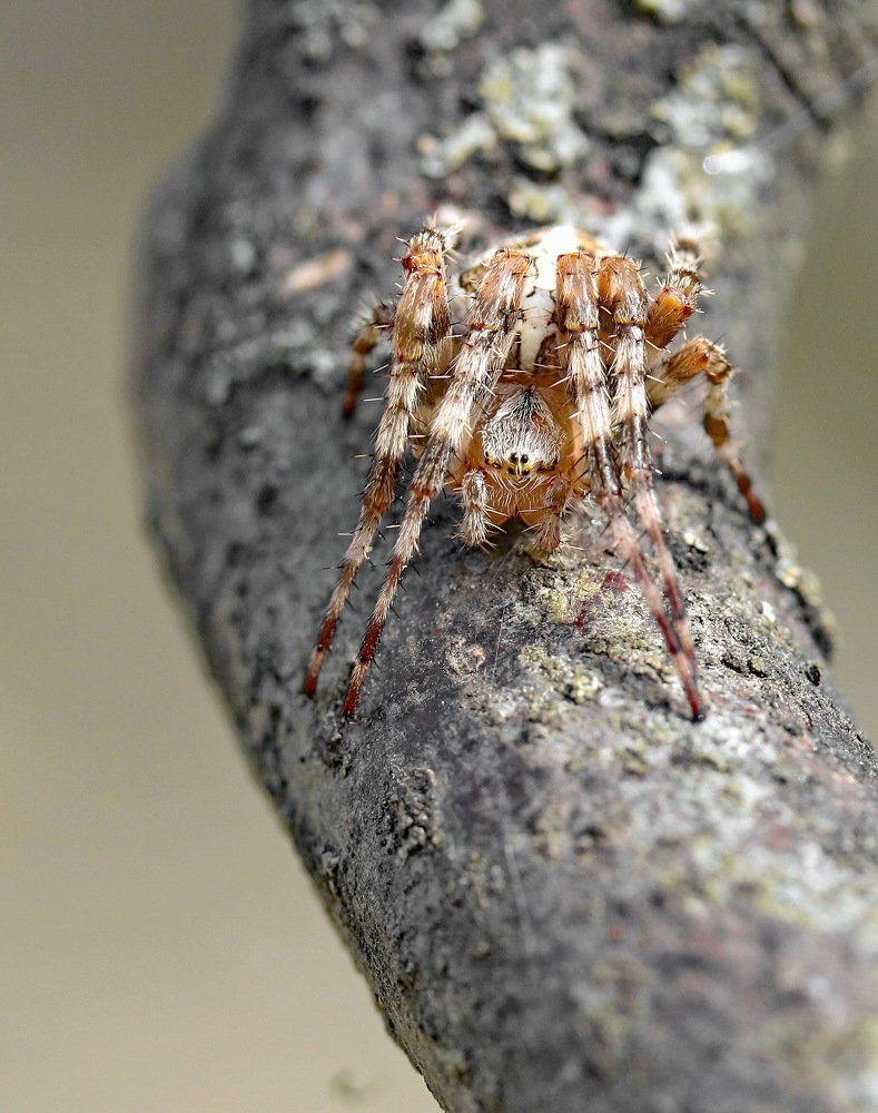 Photograph by Игорь Осипов