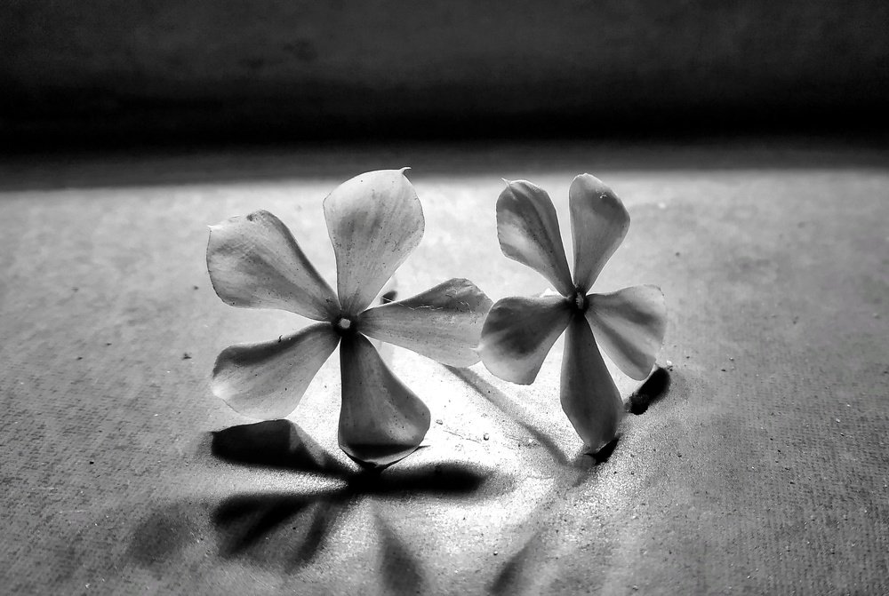 Photo #4175967