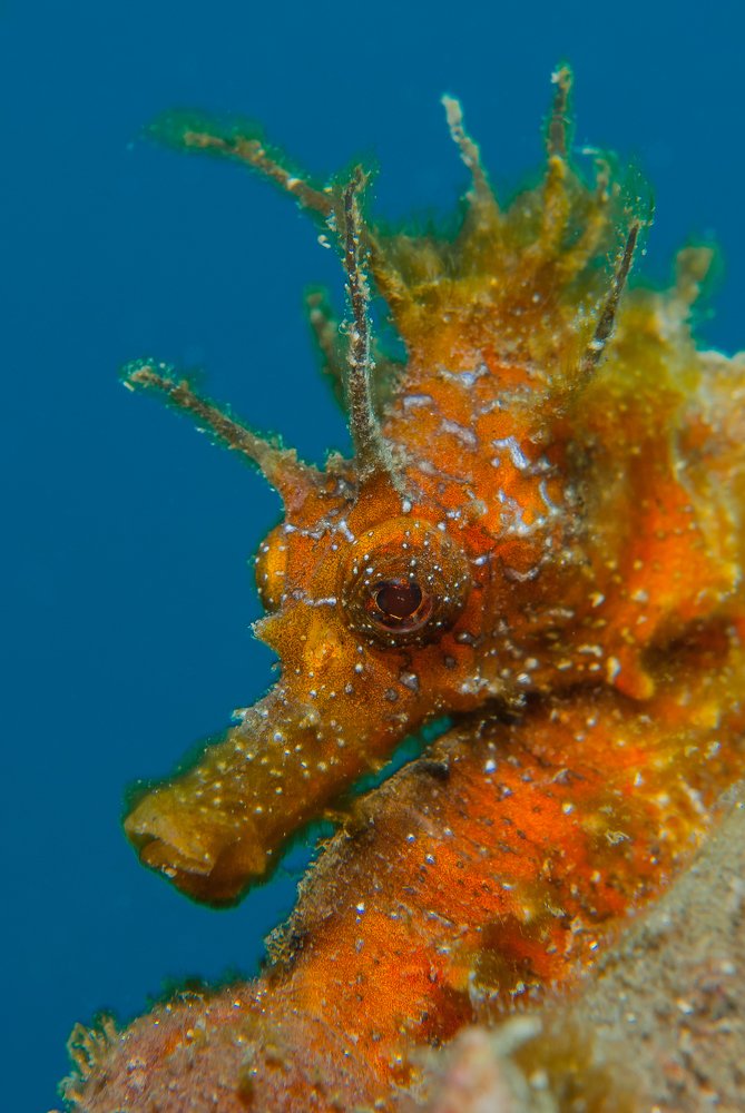 Photograph by Gustavo Maqueda Batanero