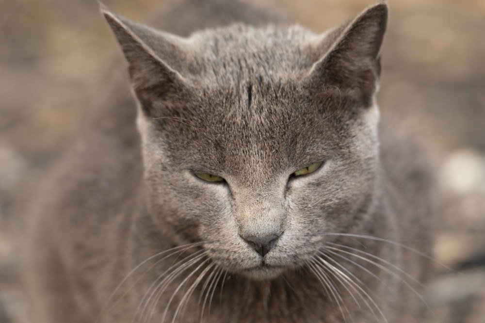 Лесные кошки