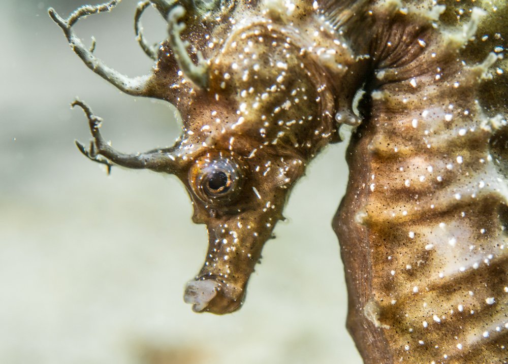 Seahorse