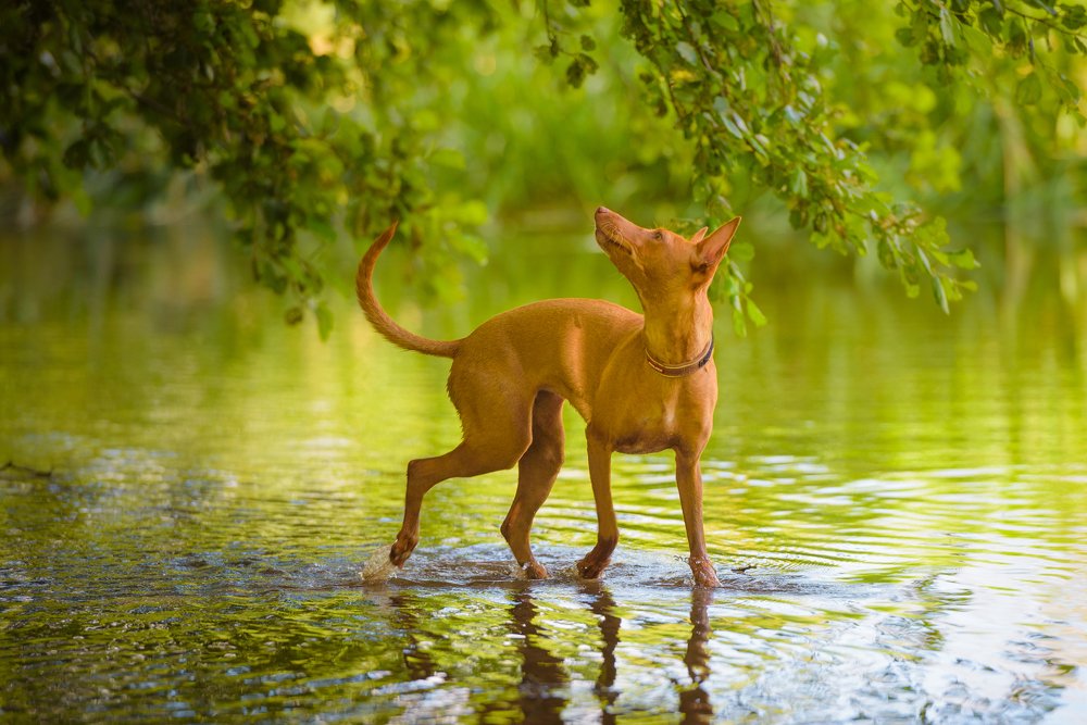 Любопытство