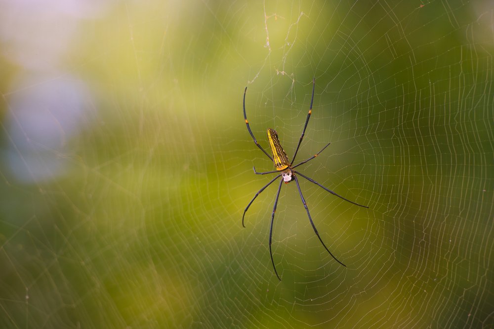 Photograph by Руслан Атаманчук