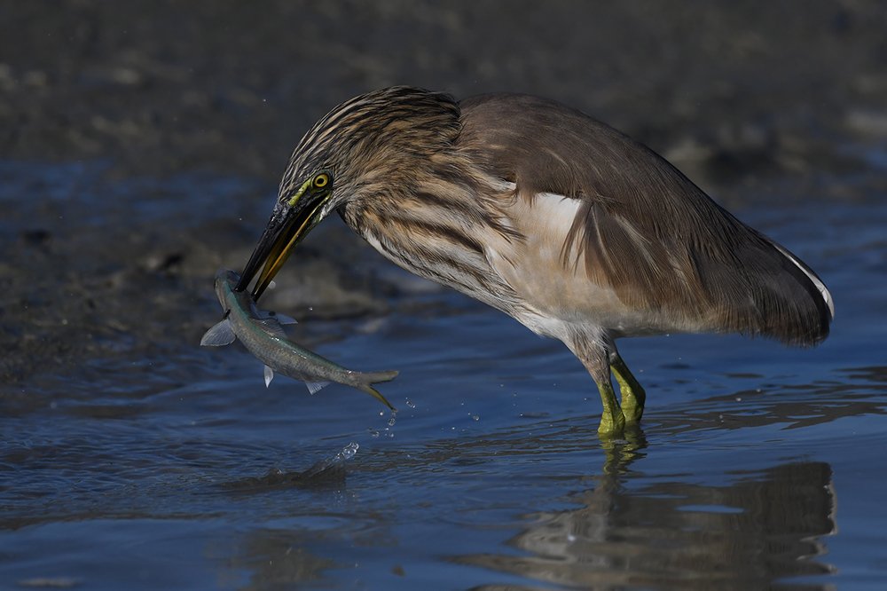Photograph by Mehdi Dorostkar
