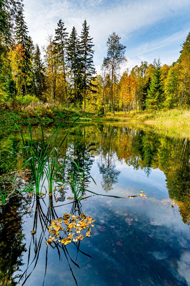 Лесная история