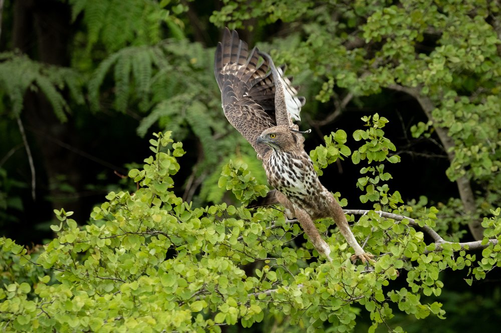 Фотография автора Thivanka Ilanperuma