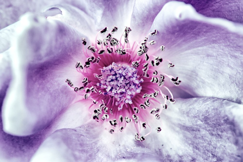 Photograph by Jovan Svorcan