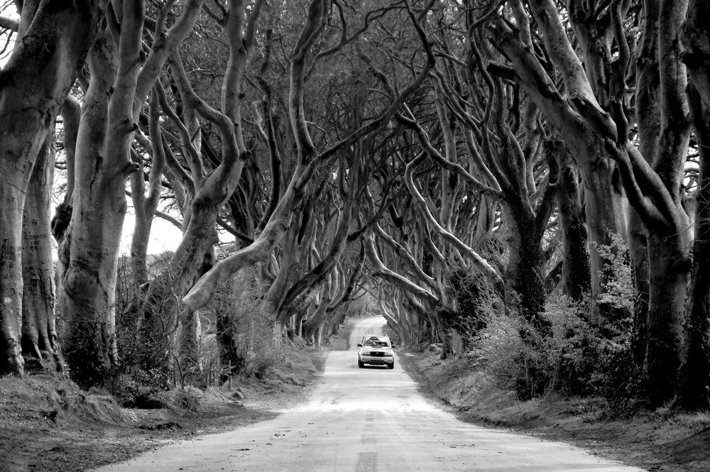 Dark Hedges