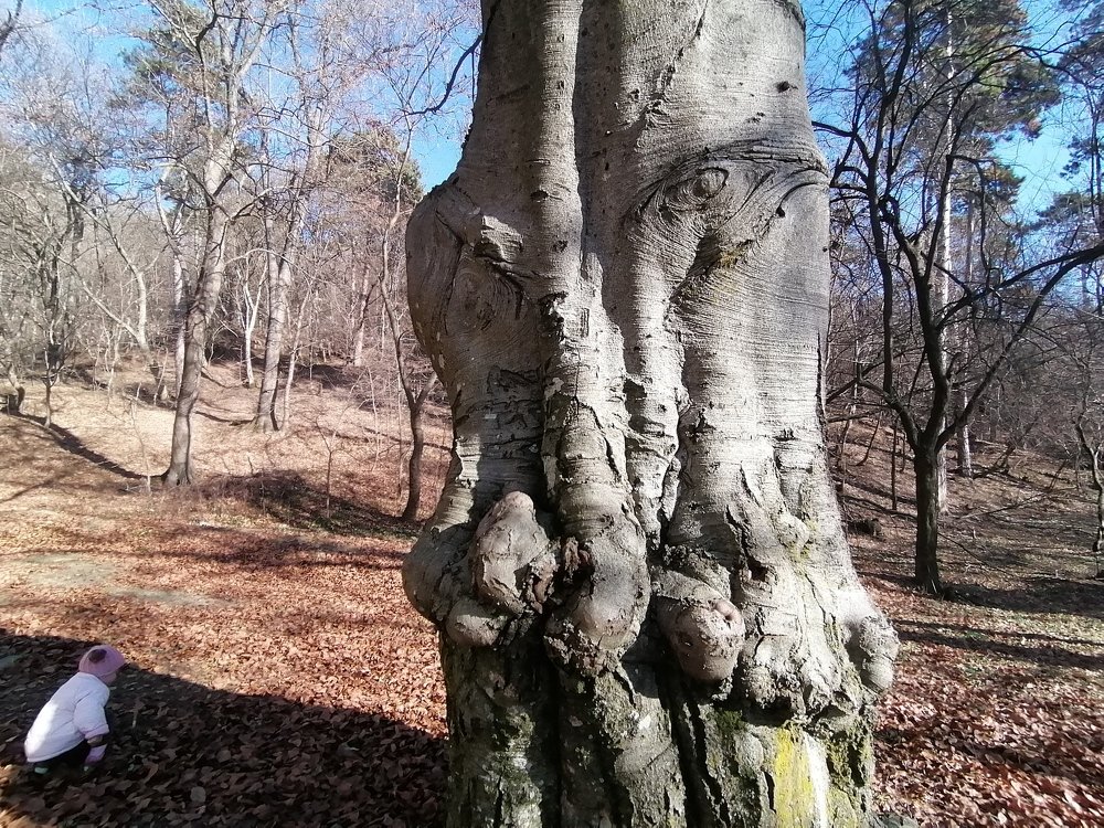 Human tree