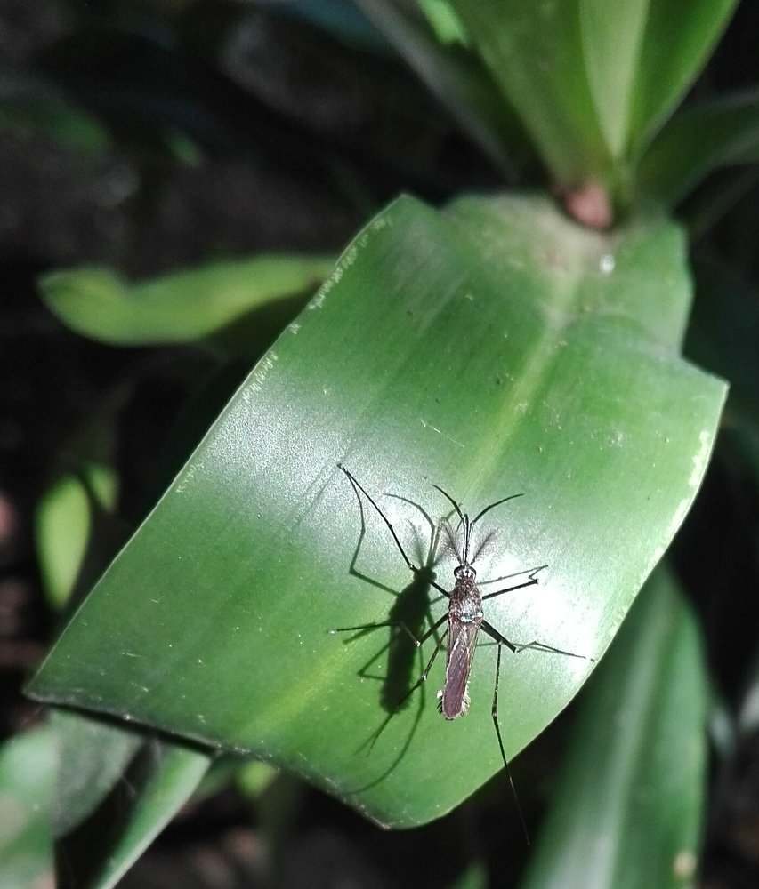 Mosquito