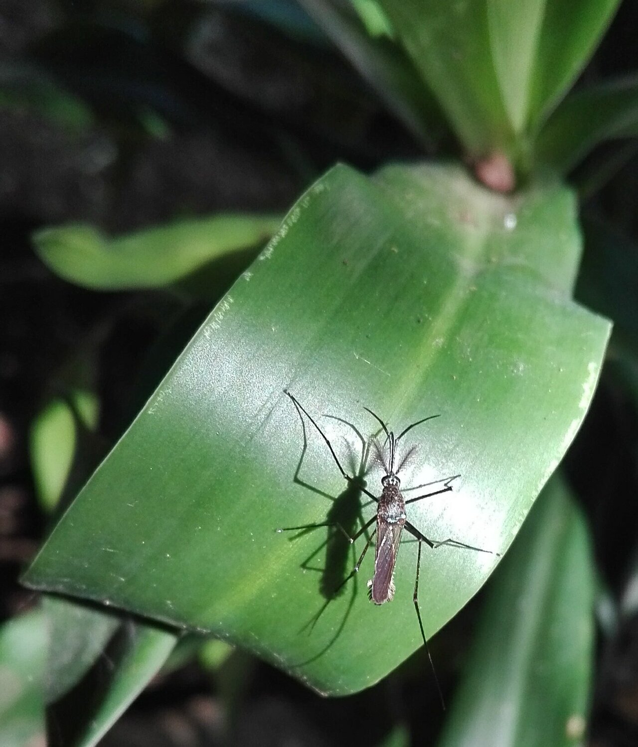 Mosquito
