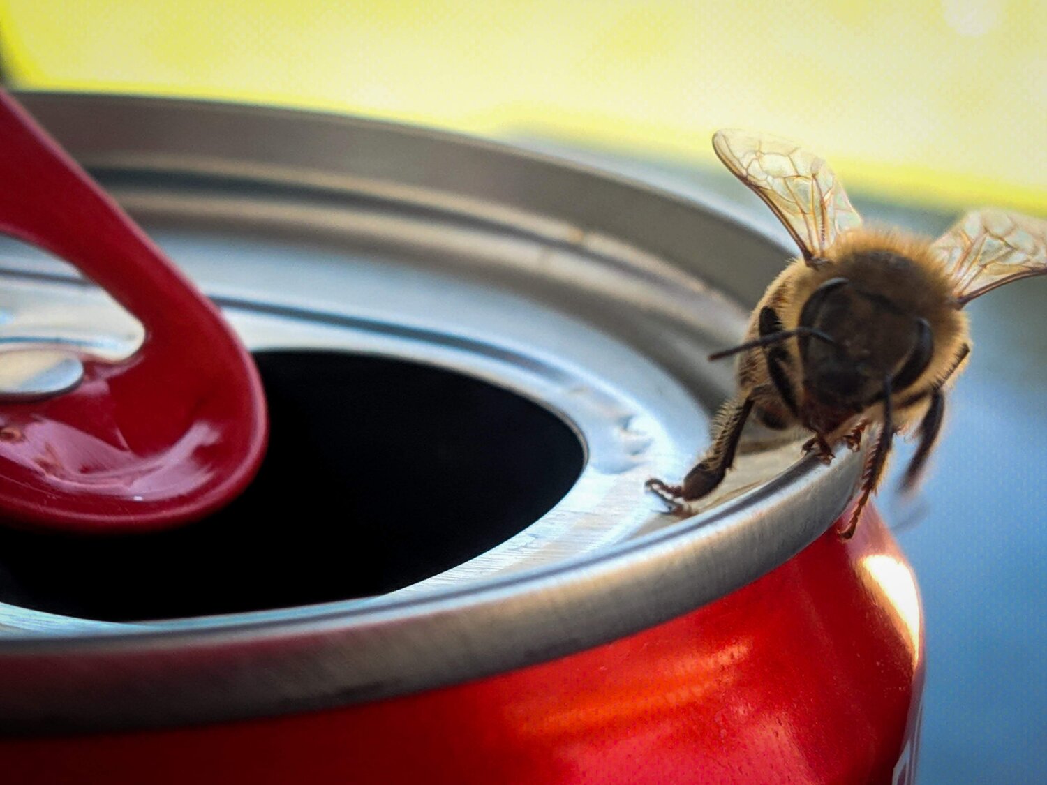 Lord bee