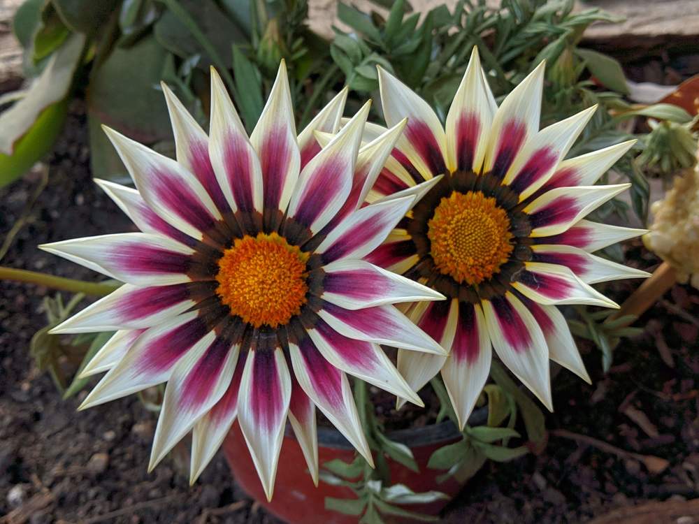 Sweet flowers