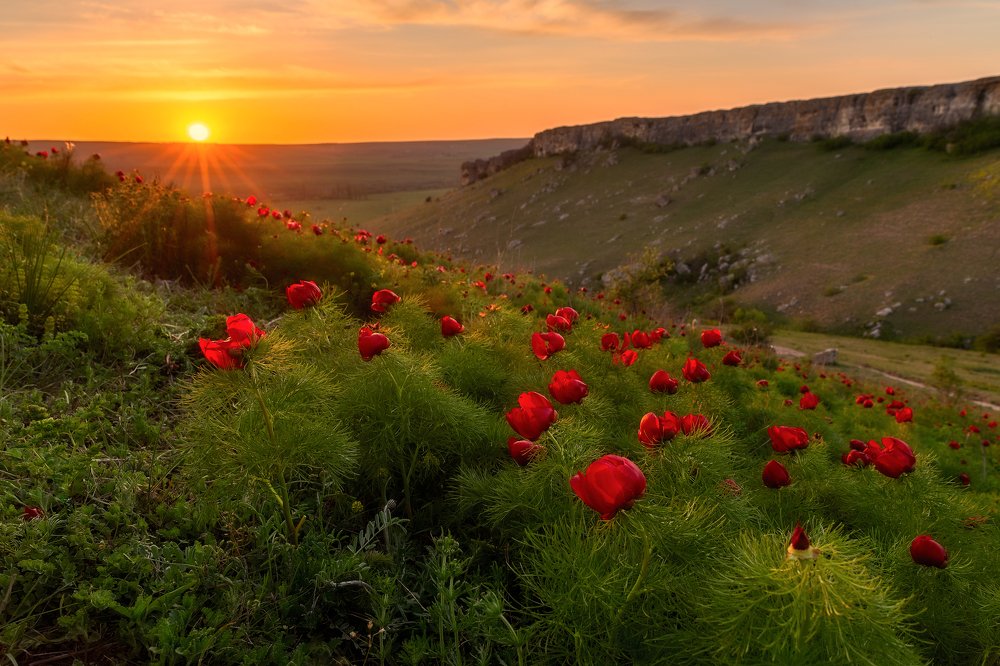 Цветение пиона узколистного