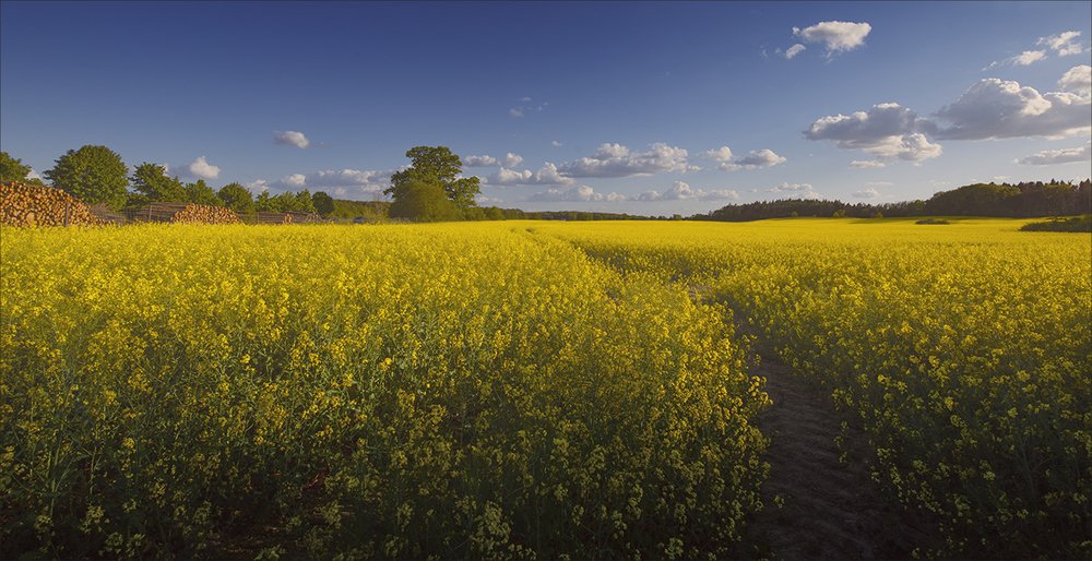 Photograph by Elina Shestakova