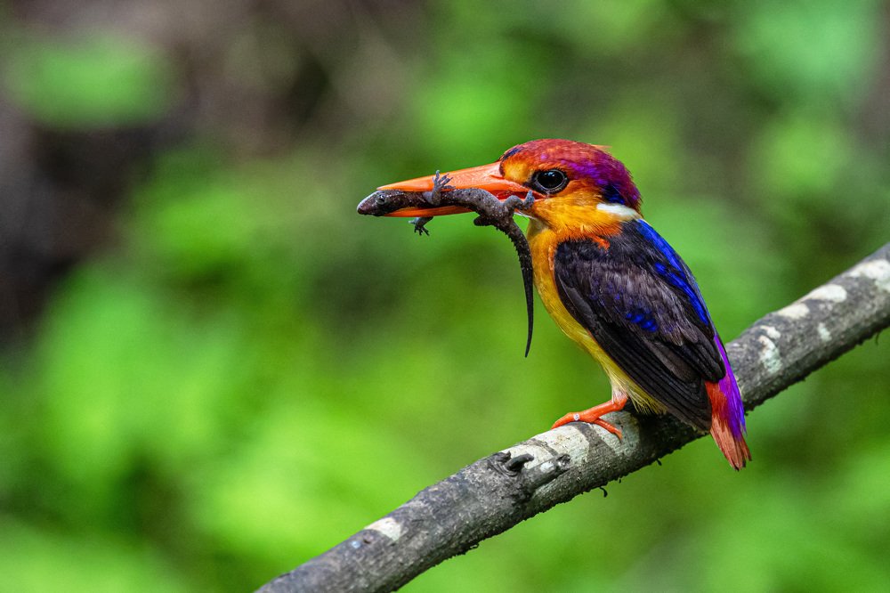 Photograph by Smita Behera