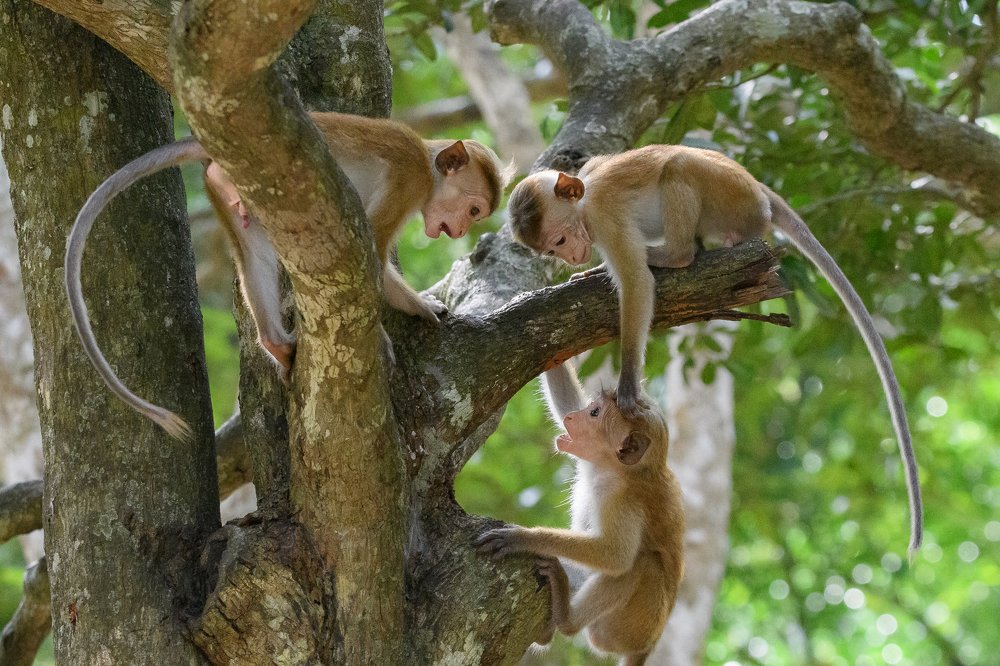 Фотография автора Thivanka Ilanperuma