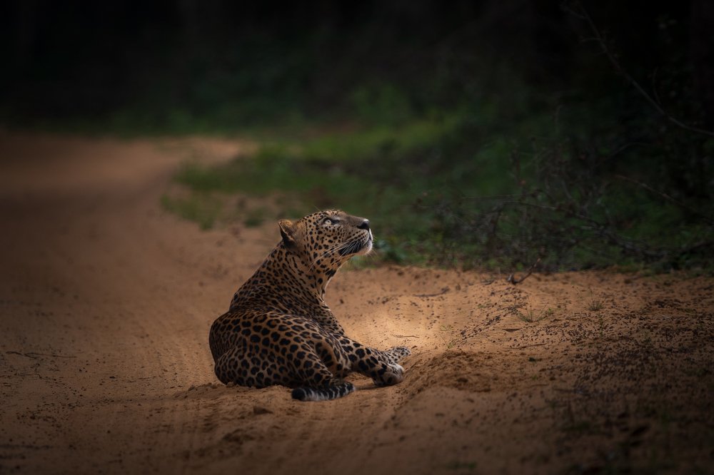 Фотография автора Thivanka Ilanperuma