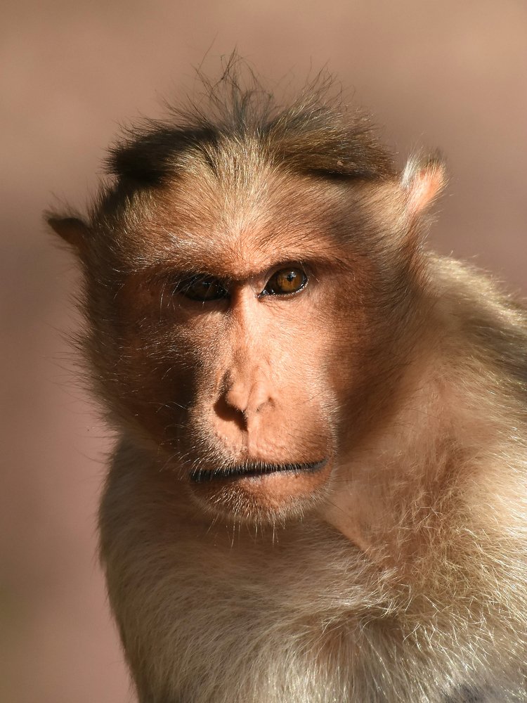 Portrait of a Monkey