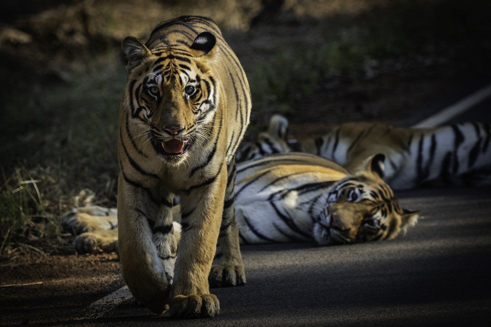 Фотография автора Ashok Behera